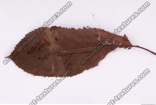 Photo Texture of Leaf 0080